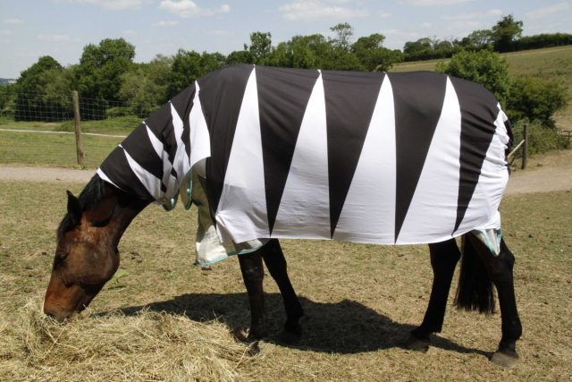 Ученые выяснили, почему на самом деле зебры полосатые