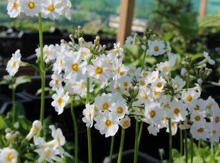 Примула японская сорта «Альба» (Primula japonica 'Alba')