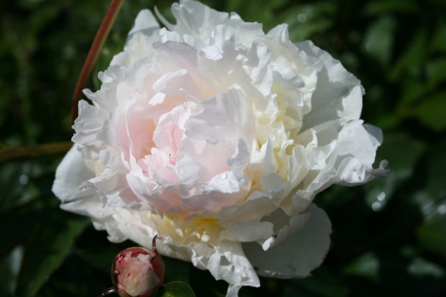 Гармонично впишутся в сады 3 зоны махровый розовидный пион сорта «Анн Кузинс» (Paeonia lactiflora ‘Ann Cousins’