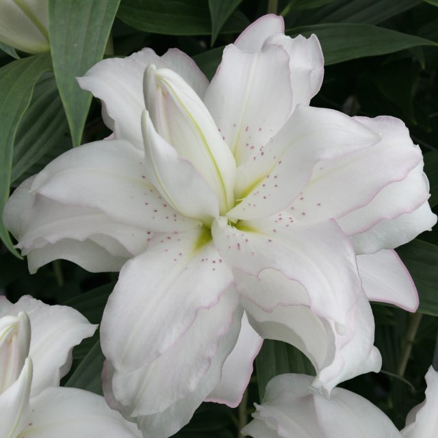 Тянутся к небу ароматные лилии сорта «Лотус Пюре» (Lilium ‘Lotus Pure’). Они свежо и красиво смотрятся в начале лета