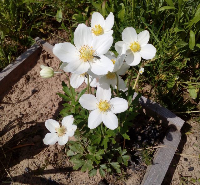 До конца лета отлично дополнит белый сад изысканная анемона