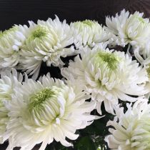 Заканчивают белоснежную историю сада настоящие королевы осени – хризантемы сорта ‘Gagarin White’