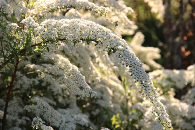 В сезон весеннего цветения сорта «Грациоза» спиреи острозазубренной (Spiraea arguta 'Graciosa') и спиреи серой (Spiraea cinerea 'Graciosa') создадут каскадный водопад белого цвета