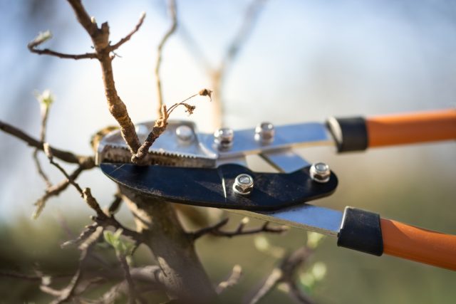 13 ошибок при обрезке, которые погубят ваши плодовые деревья