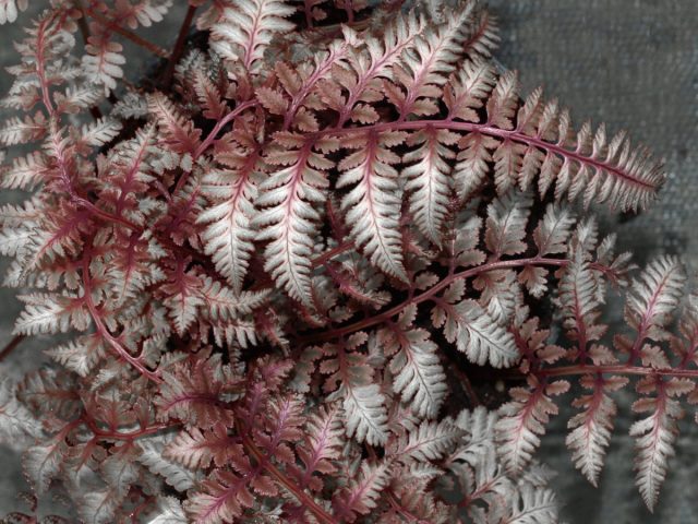 Кочедыжник ниппонский «Урсулас Рэд» (Athyrium niponicum 'Ursula’s Red')