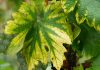 Хлороз листьев — ищем причины и лечение