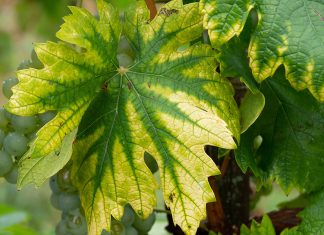 Хлороз листьев — ищем причины и лечение