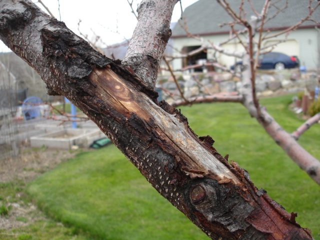 Если поврежденная кора выглядит старше, а просвечивающаяся древесина не зеленая это явный признак, что дерево мертво.