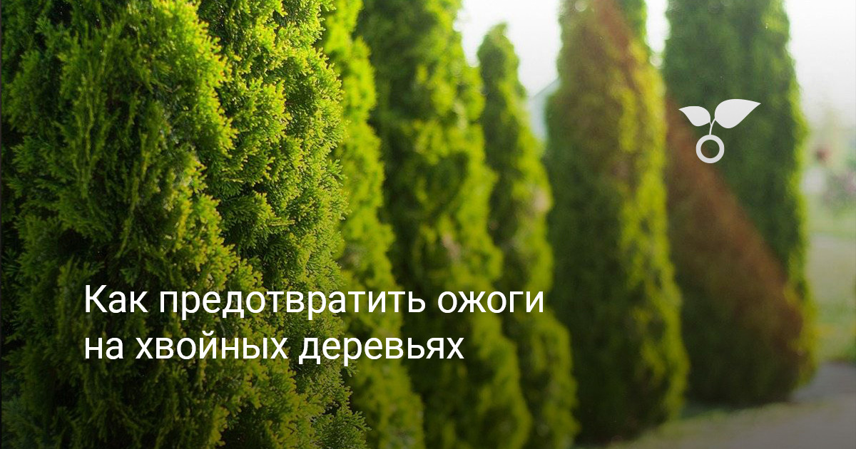 Как предотвратить ожоги на хвойных деревьях. Фото — Ботаничка