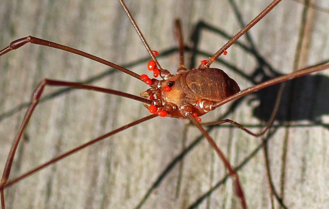 Личинки красного бархатного клеща – паразиты. Они присасываются к насекомые и различным членистоногим, зачастую покрывая колонией участки тела.