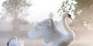 Лебеди - королевские птицы