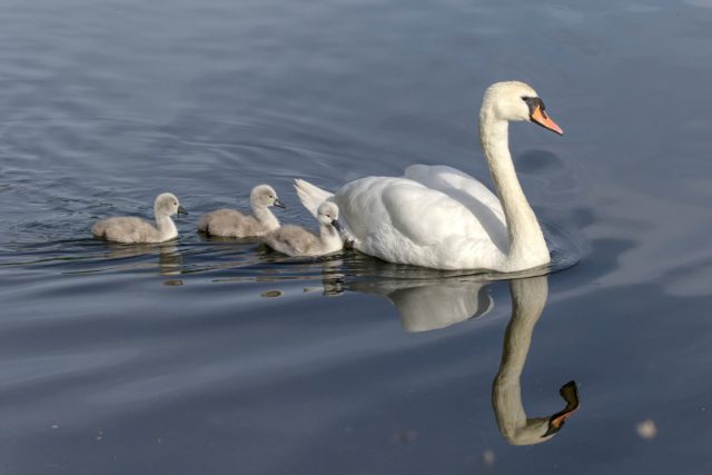 Родители ведут своих лебедей к воде, чтобы они плавали и кормились через 24 часа после вылупления.