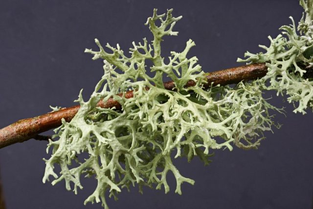 Эверния сливовая (Evernia prunastri)