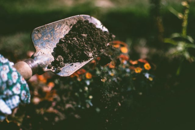 Если добавить лишайники в почву для рассады, это будет натуральная подкормка, улучшение структуры и умеренное обеззараживание.