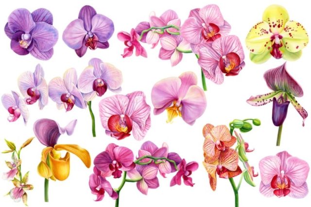 Несколько простых советов любителям орхидей