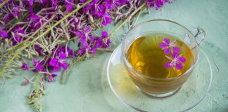 Новые свойства иван-чая — кипрей может помочь в борьбе с коронавирусом и герпесом