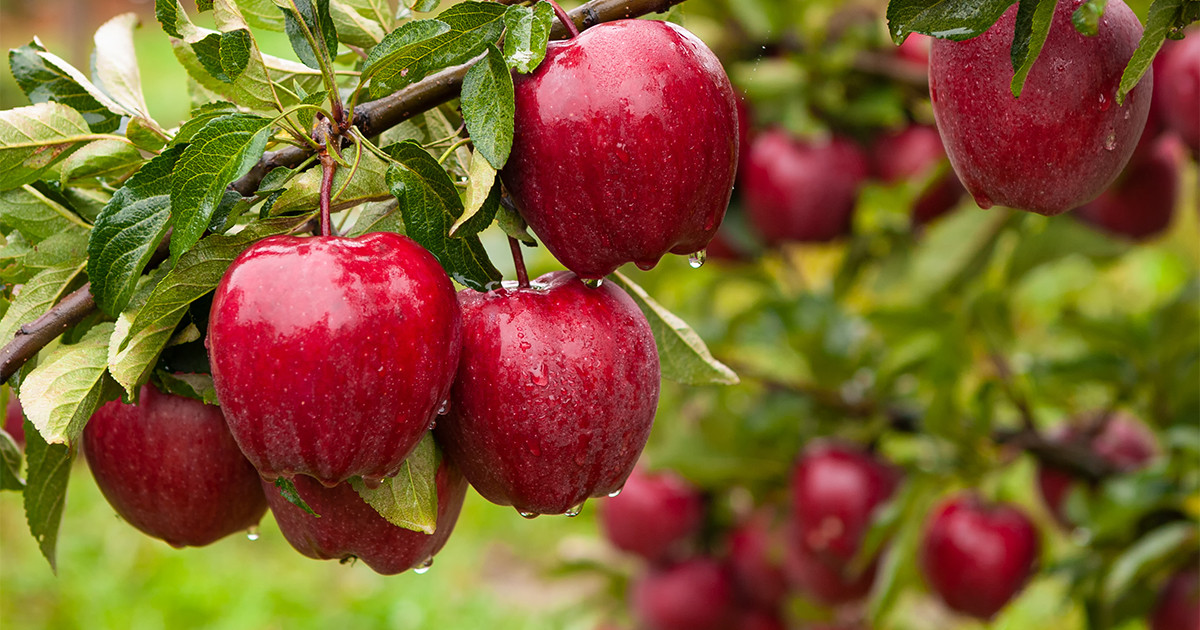 Посадка саженцев яблони — что важно учесть? Фото — Ботаничка