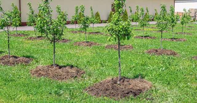 Если вы собираетесь разбить настоящий яблоневый сад или посадить, хотя бы несколько, саженцев, нужно их правильно распределить.