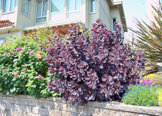 Любителям краснолистных растений можно использовать сорта «Роял Пёрпл» (Cotinus coggygria ‘Royal Purple’), «Грейс» (Cotinus coggygria ‘Grace’) и «Фолиис Пурпуреис» (Cotinus coggygria ‘Foliis Purpureis’)