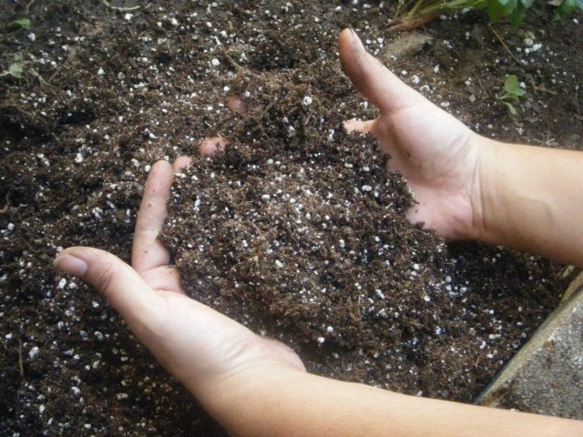 У нас почва слабокислая глинистая, мы кормим только золой. Если нужен комплекс - лучше использовать компост или сидераты.