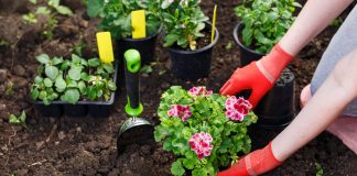 Шпаргалка на май — важные садово-огородные дела