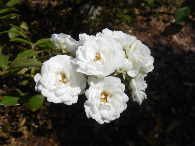 Для альпийского дизайна и рабаток отлично подойдут сорта розы почвопокровной, например сорт «Альба Мейдиланд» (Rosa Sommerwind ‘Alba Meidiland’)