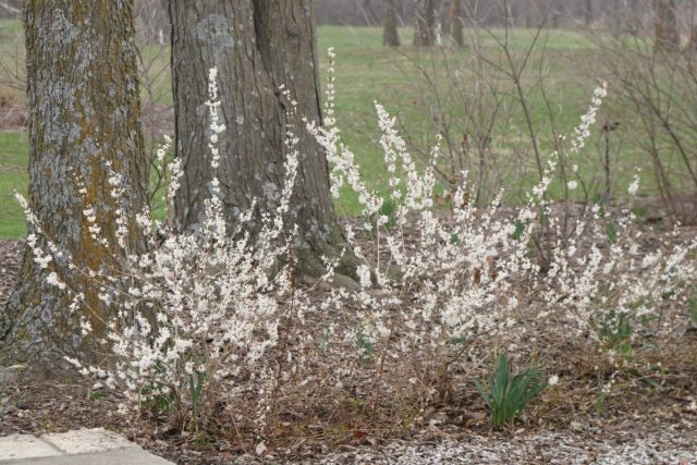 Не менее эффектна белая форзиция. До появления листьев голые стебли усыпаны сладко-пахнущими цветочками