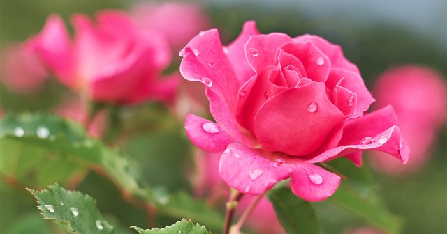 Pravidla péče o růže na jaře: prořezávání a hnojení, ošetření proti chorobám a škůdcům, užitečné tipy