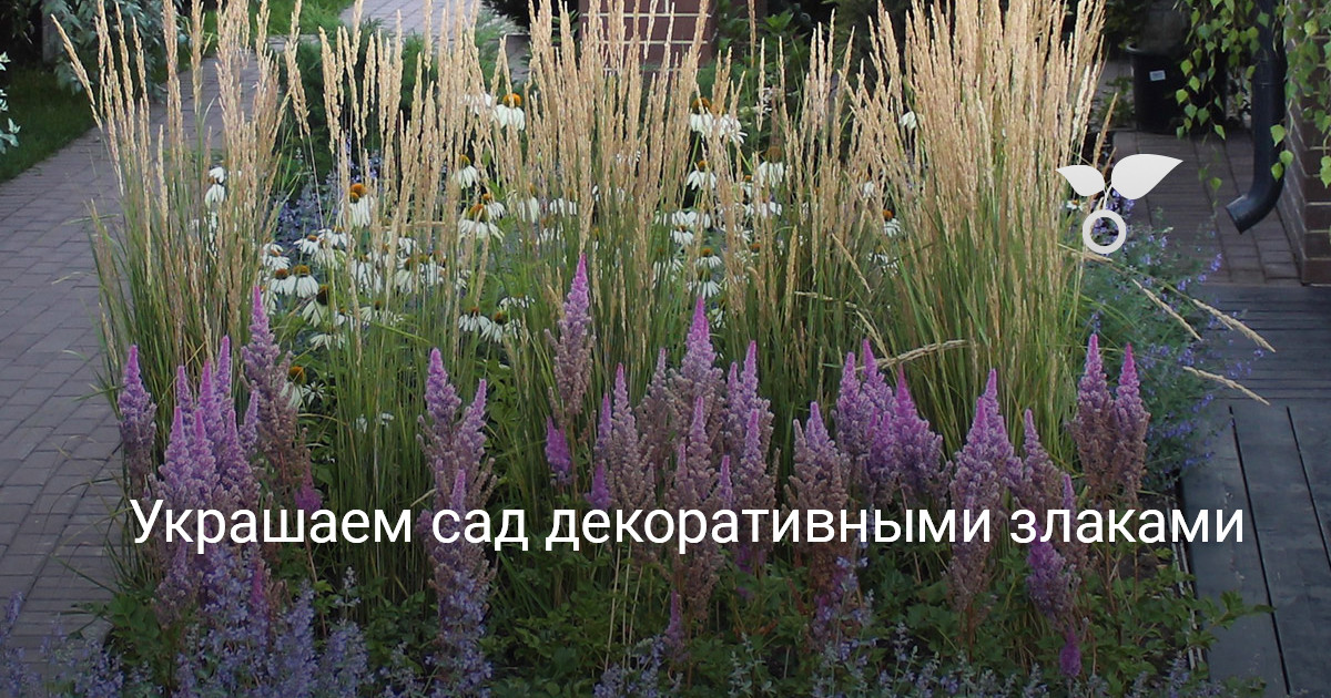 Украшаем сад декоративными злаками. Фото — Ботаничка