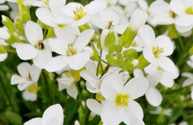 Цветки арабиса кавказского сорта «Кэтволк Уайт» (Arabis caucasica ‘Catwalk White’) гармонируют с легкой серебристостью листьев