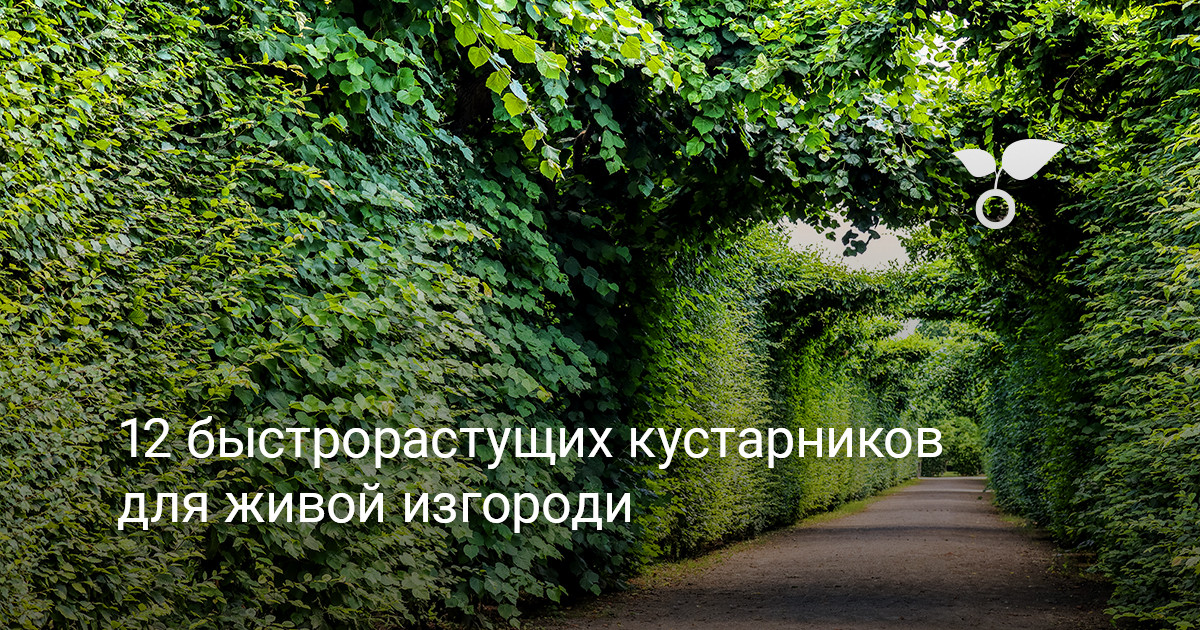 12 быстрорастущих кустарников для живой изгороди. Фото — Ботаничка