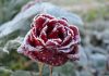 5 морозостойких роз для северных садов