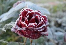 5 морозостойких роз для северных садов