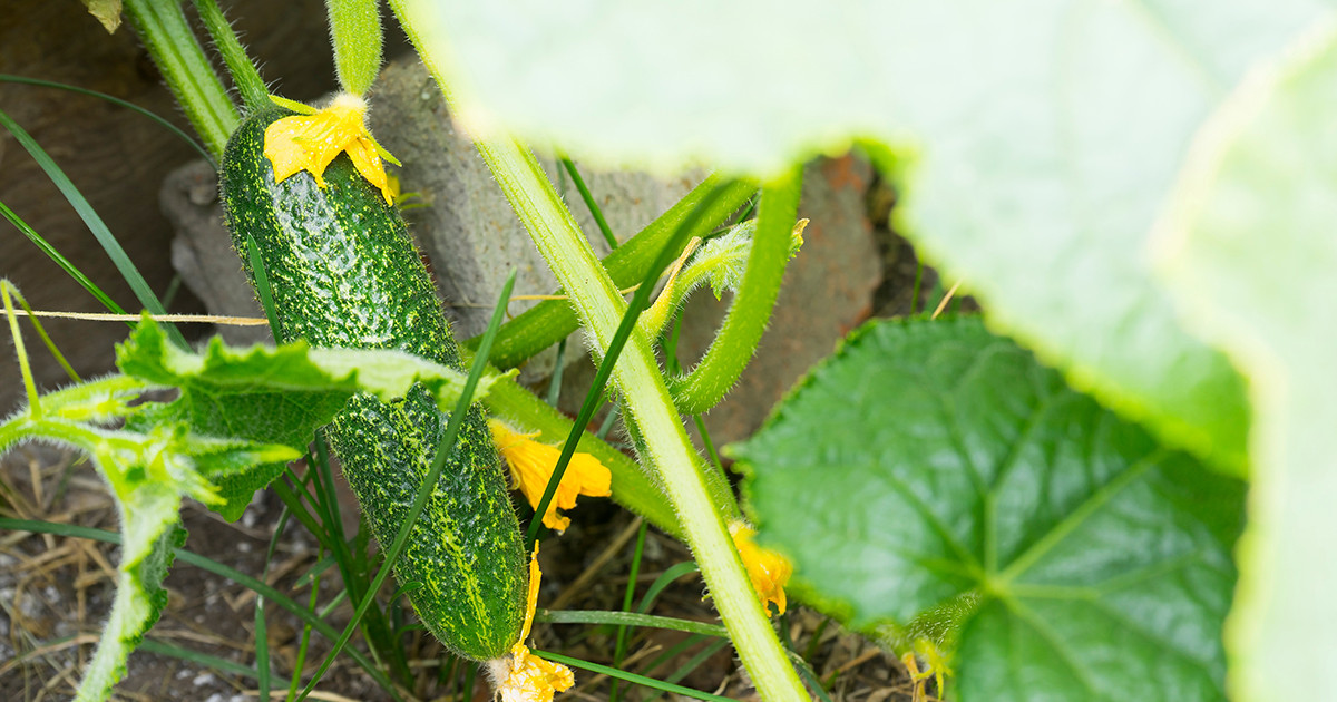 Чем подкормить огурцы для обильного урожая? Фото — Ботаничка