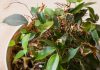 Фикус сбрасывает листья: как спасти зеленого любимца?