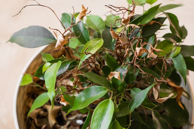 Фикус сбрасывает листья — как спасти зеленого любимца?