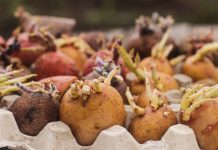 Готовим картофель к посадке — все для идеальных всходов