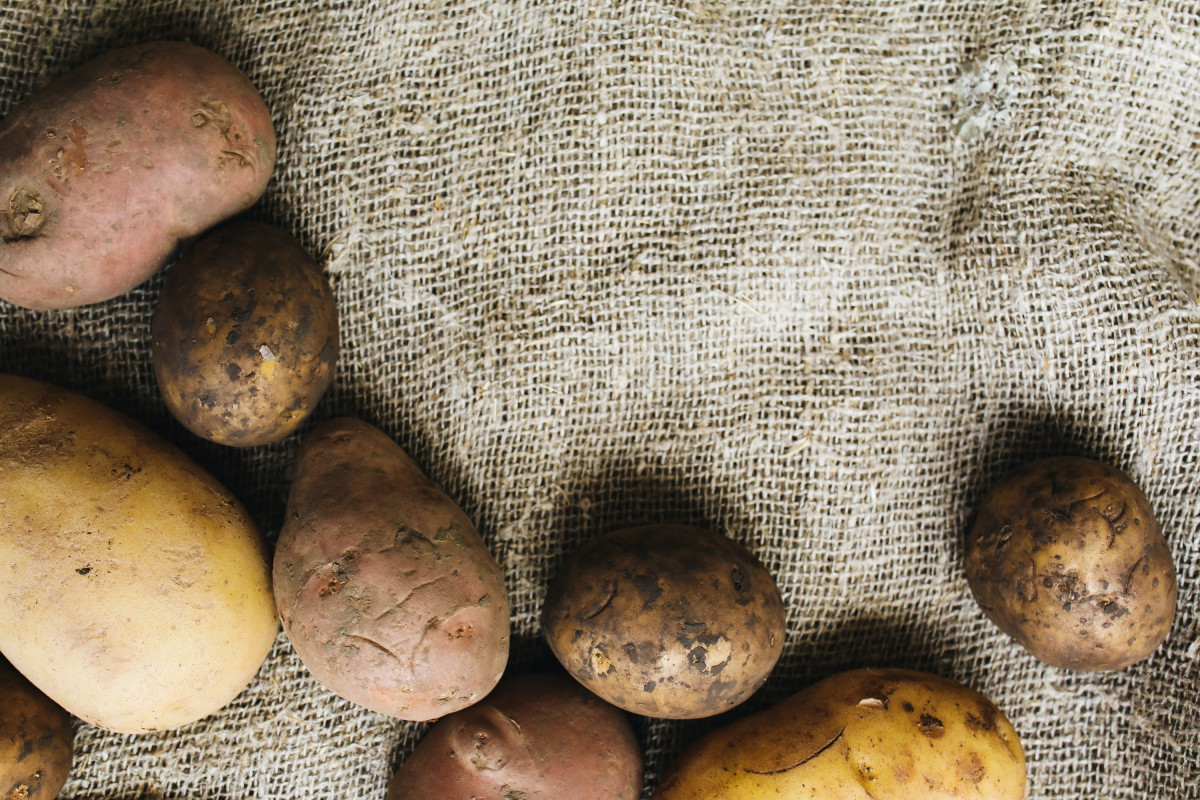 Как ухаживать за картофелем: советы опытного садовода