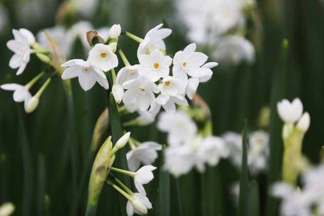 Нарцисс бумажный (Narcissus papyraceus)