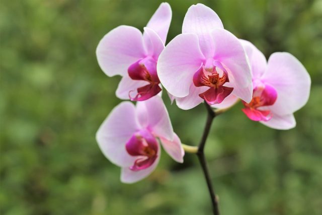 Орхидея (Orchidaceae)