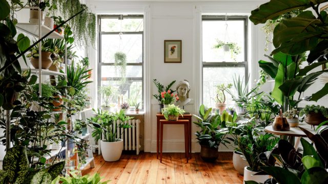 Выбор растения для своего дома – это индивидуальный процесс