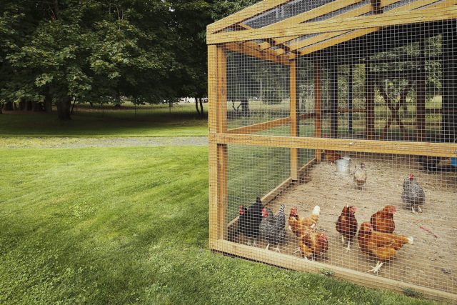 На одну курицу необходимо выделять от 1 до 2 квадратных метров площади.