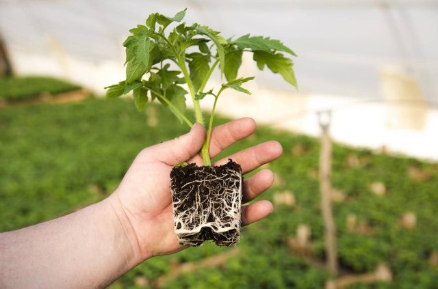 Как укрепить корневую систему растений и сделать их здоровее?