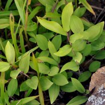 Купена приземистая (Polygonatum humile)