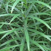 Купена узколистная (Polygonatum stenophyllum)