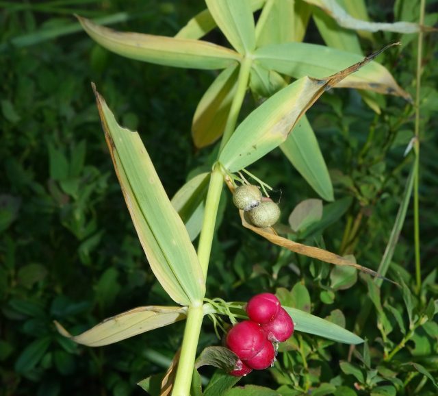 Купена мутовчатая (Polygonatum verticillatum), тоже с Кавказа, отличается от предыдущих видов прямостоячим, а не дуговидно- изогнутым стеблем, узкими листьями в мутовках, красными ягодами