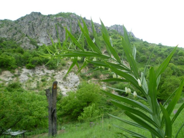 В Казахстане, Узбекистане и Туркменистане растёт интересный вид - купена Северцова (Polygonatum sewerzowii)