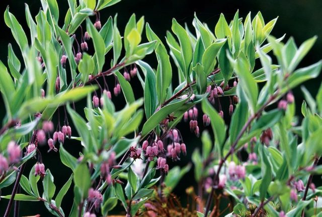 На высоте 2500 м растёт купена Пратти (Polygonatum prattii) высотой 10-20 см с изящно свисающими розовато-фиолетовыми цветками в форме колокольчиков