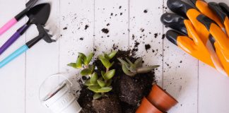 Ошибки ухода за комнатными растениями, или Как стать профессионалом