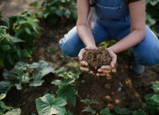 Плодородная почва — как предотвратить деградацию